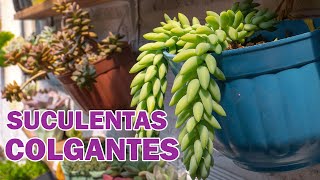 10 SUCULENTAS COLGANTES QUE DEBERIAS TENER EN TU JARDIN