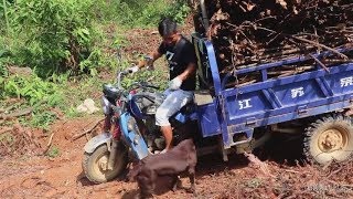 這狗太懶了，小伙進山拉柴火，狗狗非要坐車，拿它沒辦法【石頭秀】