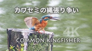 野鳥撮影・ カワセミのバトル・縄張り争いの真っ最中