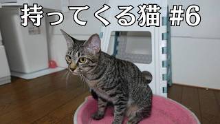 おもちゃのネズミを咥えて持ってくる猫さんを撮ってみました06【キジトラ猫】