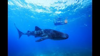 セブ島でジンベイザメと一緒に泳ぐWhale Sharks in Oslob,Cebu