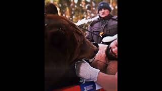 Kirill sarychev vs Normal bear vs Armwrestling bear 🔥#armwrestler #sports #shorts #armwresling #edit