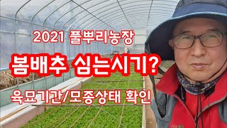 봄배추 심는시기 2021 육묘기간 상태 확인 [봄배추재배기술]