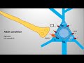 excitatory effect of gaba