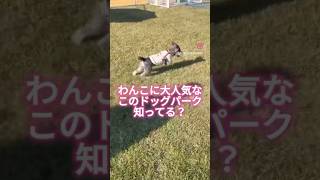 【わんちゃん連れおすすめスポット🐶❤️】ガモウパークのご紹介！ #ドッグラン #犬連れ #犬連れ旅 #犬連れ旅行 #わんことおでかけ