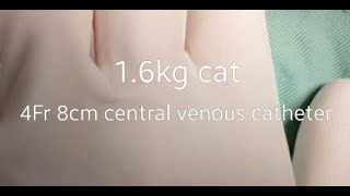 雙腔中心靜脈導管 貓 4Fr 8cm Mila double lumen central venous catheter small animals dog cat veterinary