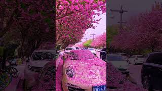 Dear princess, please watch the romantic cherry blossom rain. I hope you are happy every day and