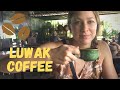 TRIP TO BALI - TRYING THE WORLD'S MOST EXPENSIVE COFFEE [Kopi Luwak] 🙀💸