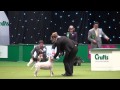 Crufts 2014: Best of Breed winner Joanna Szewczyk & Amy