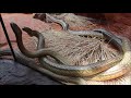 rayappa kasi the inland taipan mini documentary australia