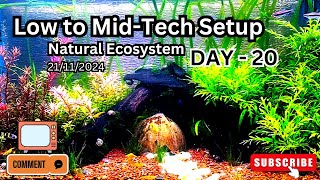 Natural Ecosystem Day 20. Low-Mid Tech Setup. 21/11/2024