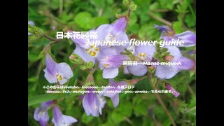 踏まれています？！ I am stepped on? !!　紫鷺苔（むらさきさぎごけ）Mazus miquelii　　季節の花　日本花図鑑　Japanese flower guide