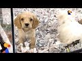 Pet Stores CAUGHT Lying About Puppy Mill Dogs | The Dodo