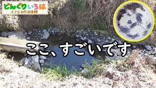 冬なのにサワガニいっぱい♪【長野県東筑摩郡生坂村】