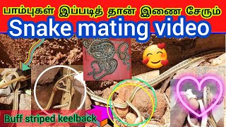 2 பாம்புகள் இணை சேர்ந்திருக்கும் போது | அதே இடத்தில் அதிகமான பாம்புகள் இருந்தது ஏன்? | Snake_Saga