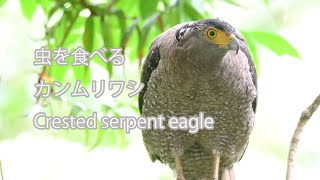 【虫を食べる】カンムリワシ Crested serpent eagle