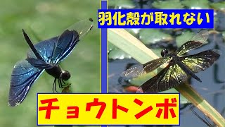 チョウトンボ　羽化殻が取れない　他