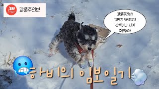 강풍이 하비를 이길 순 없어 | 유기견 임보일기