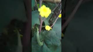 ঝিঙ্গা (Luffa) vegetable বাংলাদেশের একটি জনপ্রিয় গ্রীষ্মকালীন সবজি।