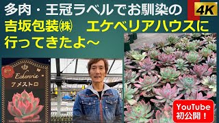 🌵【多肉・王冠ラベルでお馴染み】吉坂包装㈱　エケベリアハウスに行ってきたよ～　（4K映像）