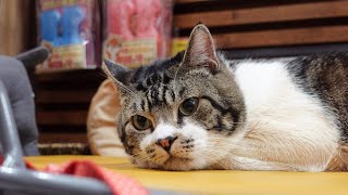 【GW企画】リキちゃんライブ　キジシロ猫の動画！　【リキちゃんねる】