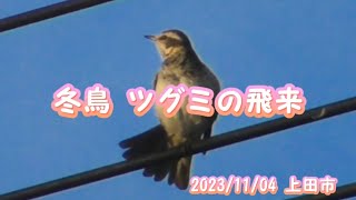 冬鳥【ツグミ】飛来発見（長野県上田市） 2023/11/04