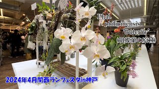 【洋ラン展】購入品紹介も！春の訪れと珍奇で美しい洋ラン 関西ランフェスタin神戸