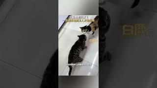 猫咪健步如飞一进超市秒装瘸#猫咪健步如飞一进超市秒装瘸#社会#萌社会#萌宠宠