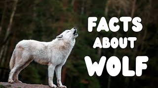 Unbelievable Wolf Facts You Never Knew!