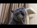 猫专用猫薄荷棒棒糖，第一口开始场面一度失控！猫咪表情亮了朕已经是只废猫了