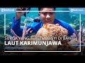 Surga yang Tersembunyi di Bawah Laut Karimunjawa, Banyak Tersimpan Ikan Lucu