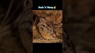 Rock 'n' Meep 🤘 #woodcock #bird #funnyvideo #meepbird #music