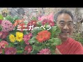 この秋🍁オススメ！🌠ガーベラgerbera の育て方管理方法を詳しく紹介しました！