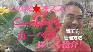 この秋🍁オススメ！🌠ガーベラGerbera の育て方管理方法を詳しく紹介しました！