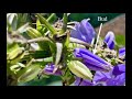 american bellflower