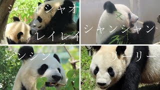 上野動物園に行こう！🐼 ② ~2022年4月22日