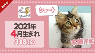 【保護猫】里親募集！キジトラの保護子猫☆花の木シェルター「本館」所属☆3s8 #Shorts