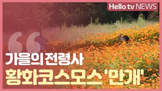 가을의 전령사 황화코스모스 만개