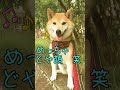 【お座りで　めっちゃどや顔する柴犬】 shorts 柴犬 dog shibainu shibaken おすわり どや顔 かわいい犬 おもしろい犬 愛犬 いやし