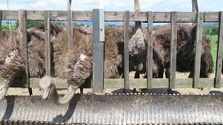 ダチョウ　第二有島だちょう牧場　ニセコ　　ostrich　Second Arishima Ostrich Farm　Niseko