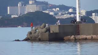 日曜日の田辺市新文里(もり)湾釣り人　9/10