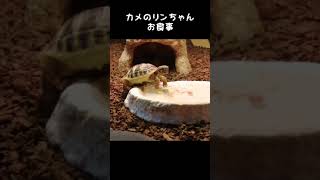 【癒され動画】赤ちゃんカメのお食事〜リンちゃんのvlog〜