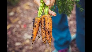 Expertos demandan mayor impulso a la agricultura urbana y periurbana