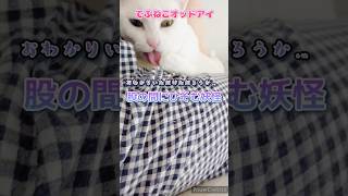 【でぶねこオッドアイ】寝てると現る。妖怪デブデブオマタさん。 #猫 #猫のいる暮らし #ねこ #白猫 #でぶねこ #デブ #オッドアイ #オッドアイ猫 #妖怪 #怪奇 #おわかりいただけただろうか