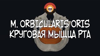 Круговая мышца рта (m. orbicularis oris) 3D Анатомия