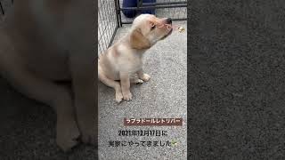 生後2ヶ月のラブラドール・レトリバーをお迎えしました🐶🏡