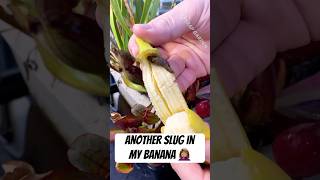 Slug vs Pitcher Plant