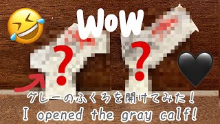 弟がグレーのふくろを開けてみた！My brother opened his gray calf! Anh tôi mở cái túi màu xám ra!