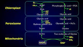 Photorespiration (C2 Cycle) | Photorespiratory pathway