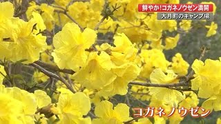 大月町のキャンプ場で“ブラジルの桜”　コガネノウゼン見ごろ【高知】 (22/04/14 19:00)